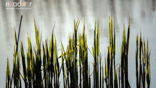 Nedjeljno svitanje na Vranskom jezeru Nedjeljno svitanje na Vranskom jezeru