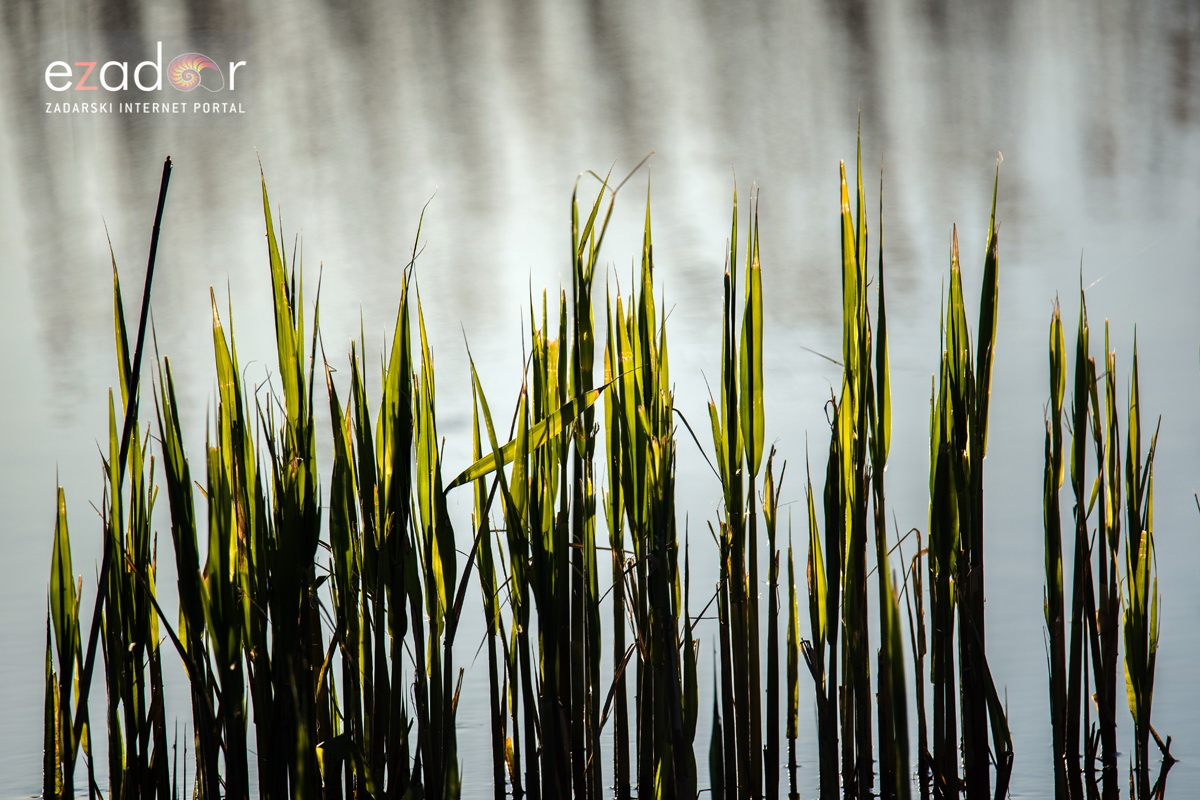 Nedjeljno svitanje na Vranskom jezeru Nedjeljno svitanje na Vranskom jezeru