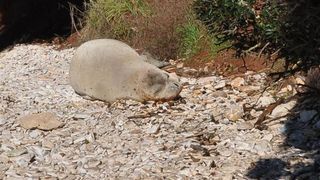 Sredozemna medvjedica na pulskoj plaži, Foto: Duško Marušić/PIXSELL Sredozemna medvjedica na pulskoj plaži, Foto: Duško Marušić/PIXSELL