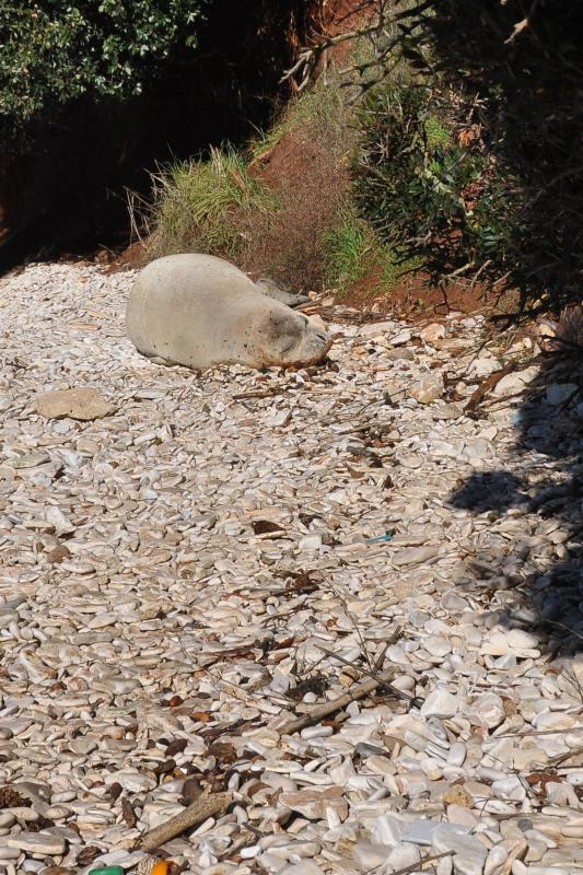 Sredozemna medvjedica na pulskoj plaži, Foto: Duško Marušić/PIXSELL Sredozemna medvjedica na pulskoj plaži, Foto: Duško Marušić/PIXSELL