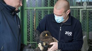 Rastopit će vam srce: Ozlijeđene sove na oporavku u zagrebačkom Zološkom vrtu