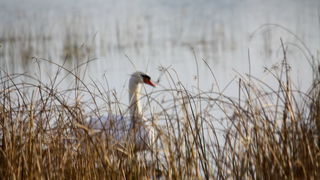 Đir uz Vransko jezero, Foto: Iva Perinić Đir uz Vransko jezero, Foto: Iva Perinić
