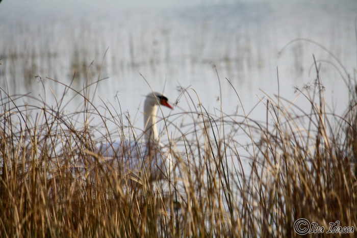 Đir uz Vransko jezero, Foto: Iva Perinić Đir uz Vransko jezero, Foto: Iva Perinić