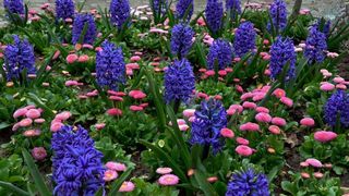 Boje i mirisi proljeća, Foto: CROPIX