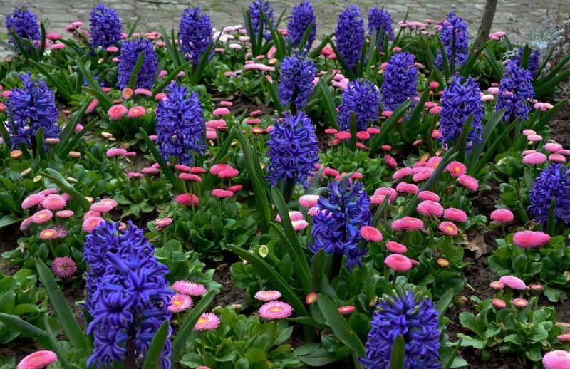 Boje i mirisi proljeća, Foto: CROPIX