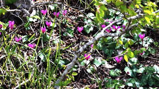 Pješačka staza Obrovac – Jankovića buk
