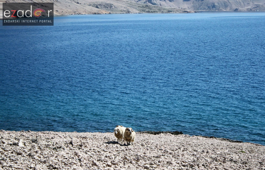 Metajna: Pag Island Star Trekk- Life on Mars Edition Metajna: Pag Island Star Trekk- Life on Mars Edition