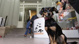 Kulturne šapice Kulturne šapice