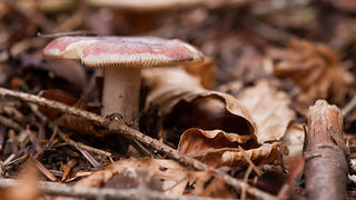 Lička jesen u znaku gljiva, Foto: Leo Banić