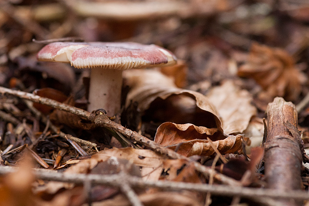 Lička jesen u znaku gljiva, Foto: Leo Banić