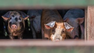 Simpatična galerija koja prikazuje životinjsku farmu na najvišem južnom vrhu Velebita – Crnopcu Simpatična galerija koja prikazuje životinjsku farmu na najvišem južnom vrhu Velebita – Crnopcu