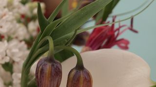 Sv. Filip i Jakov – 10. Dani cvijeća, 24. i 25. travnja 2010. (Foto: Vedran Penga)