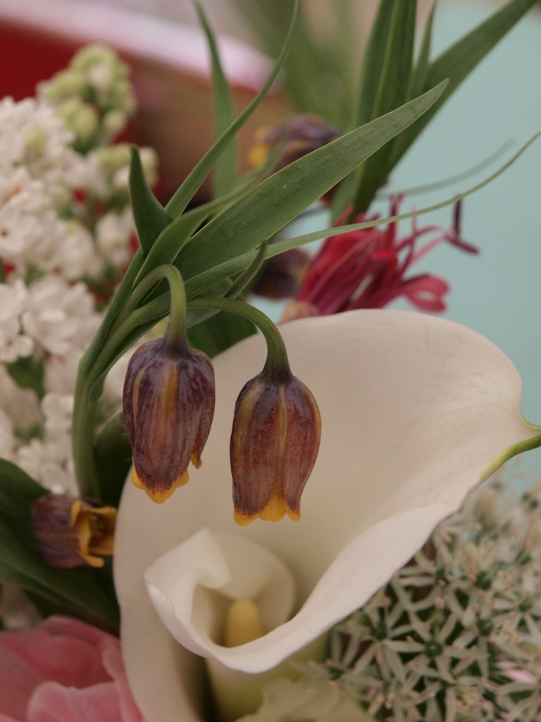 Sv. Filip i Jakov – 10. Dani cvijeća, 24. i 25. travnja 2010. (Foto: Vedran Penga)