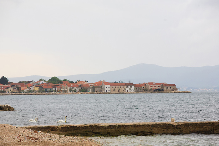 Labudovi u Bibinjama 6. svibnja 2013. Foto: Leo banić Labudovi u Bibinjama 6. svibnja 2013. Foto: Leo banić