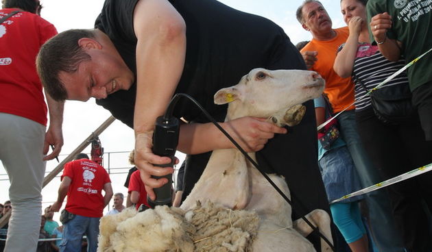 Pag, 170511.
Skolsko igraliste u Kolanu na otoku Pagu. 
Peto drzavno natjecanje u strizenju ovaca i prvo natjecanje u brzoj gradnji suhozida. Ovim putem Udruga uzgajivac Paske ovce iz Kolana nastoji skrenuti pozornost javnosti na problem otkupa vune.
Na s