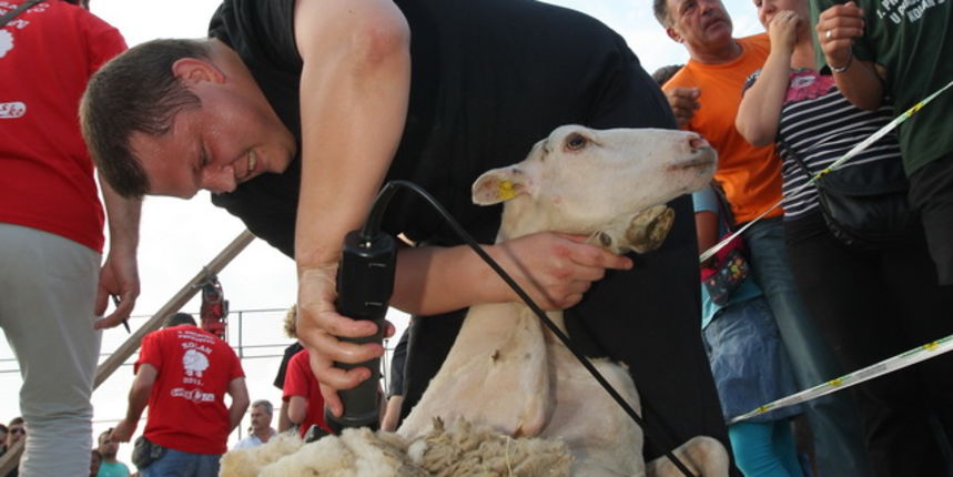 Pag, 170511.
Skolsko igraliste u Kolanu na otoku Pagu. 
Peto drzavno natjecanje u strizenju ovaca i prvo natjecanje u brzoj gradnji suhozida. Ovim putem Udruga uzgajivac Paske ovce iz Kolana nastoji skrenuti pozornost javnosti na problem otkupa vune.
Na s