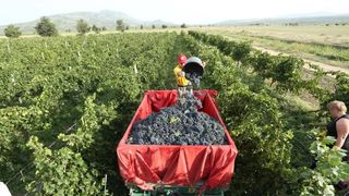 Drniš: Berba grožđa sa više od milijun čokota vinove loze, Photo: Duško Jaramaz/PIXSELL