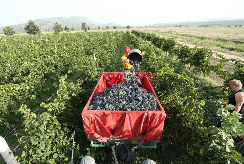 Drniš: Berba grožđa sa više od milijun čokota vinove loze, Photo: Duško Jaramaz/PIXSELL