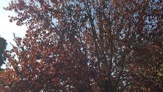 Đir po gradu 19. listopada 2016.