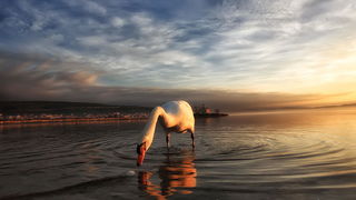 Prekrasni labuđi par u blizini crkvice Sv. Duha, Foto: Roberto Lerga Prekrasni labuđi par u blizini crkvice Sv. Duha, Foto: Roberto Lerga