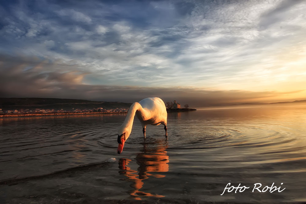 Prekrasni labuđi par u blizini crkvice Sv. Duha, Foto: Roberto Lerga Prekrasni labuđi par u blizini crkvice Sv. Duha, Foto: Roberto Lerga