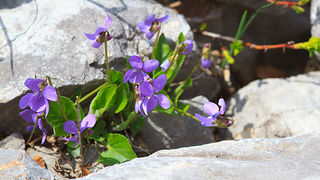 Izlet u Libinje 6. travnja 2011, Foto: Leo Banic