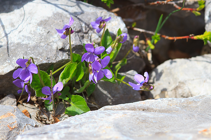 Izlet u Libinje 6. travnja 2011, Foto: Leo Banic
