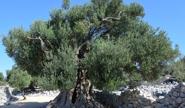 Novi život ciklusa lunjskih maslina