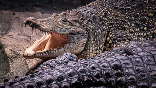 Stanari zagrebačkog Zoološkog vrta u zimskom razdoblju