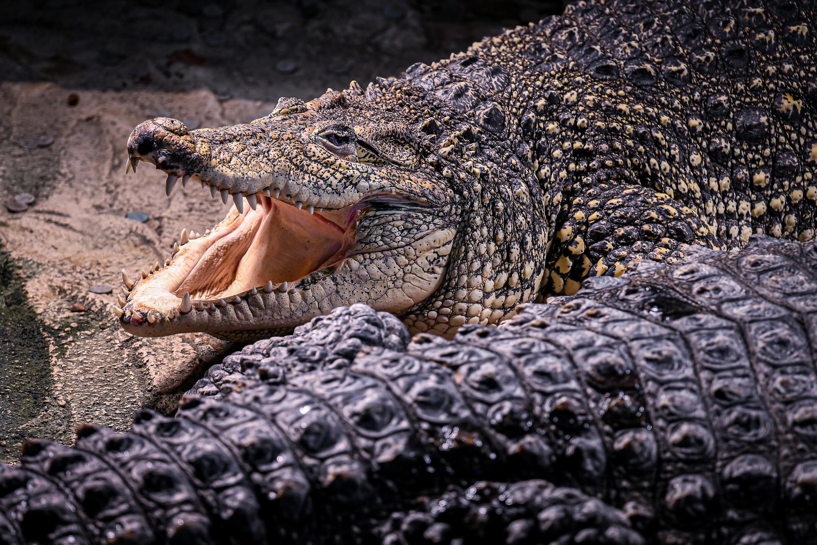 Stanari zagrebačkog Zoološkog vrta u zimskom razdoblju
