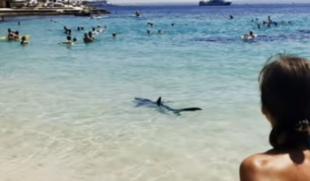 Morski pas u plićaku