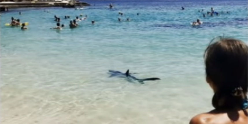 Morski pas u plićaku Morski pas u plićaku