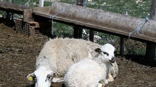 2. Pag Island Trail & Treking @ Metajna 2. Pag Island Trail & Treking @ Metajna