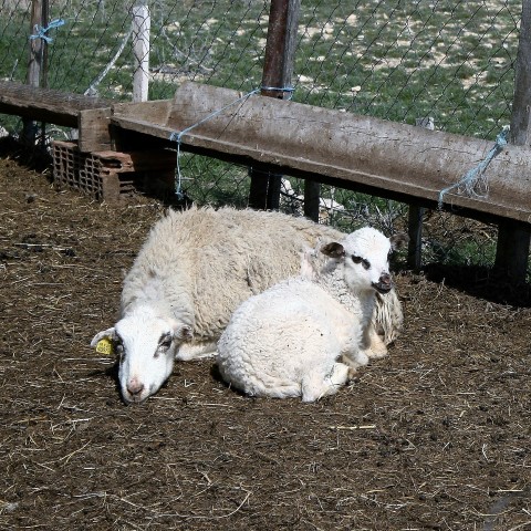 2. Pag Island Trail & Treking @ Metajna 2. Pag Island Trail & Treking @ Metajna