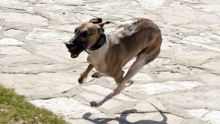 Zadar: Medjunarodna izlozba pasa CACIB 1. svibnja 2010.