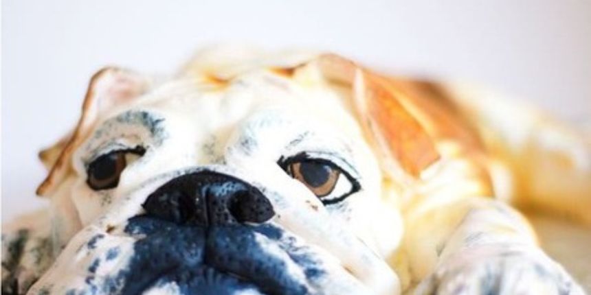 Izrađuju torte u obliku pasa, ali po cijeni vrtoglavih 2800 kuna, foto: Screenshot/cakedoggydog.com