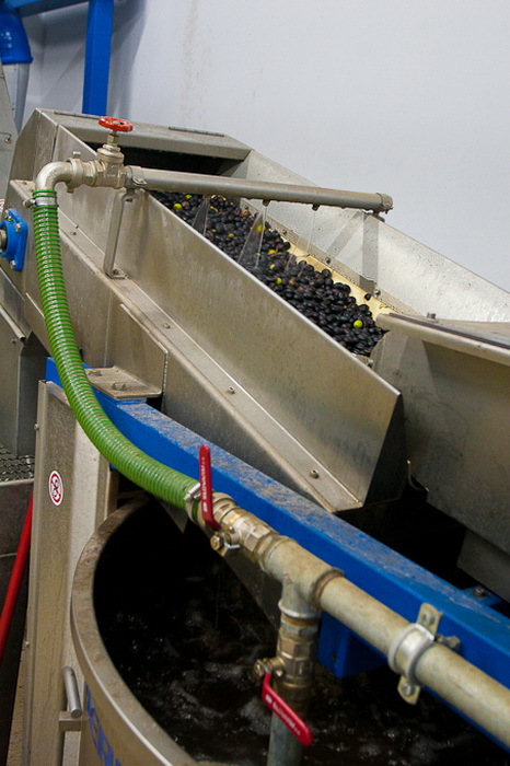 Put masline od stabla do djevicanskog ulja, Foto: Leo Banic Put masline od stabla do djevicanskog ulja, Foto: Leo Banic