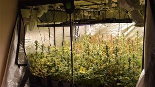 Na Krku pronađena četiri ilegalna laboratorija za uzgoj kanabisa, pritvoreno troje osumnjičenika Na Krku pronađena četiri ilegalna laboratorija za uzgoj kanabisa, pritvoreno troje osumnjičenika