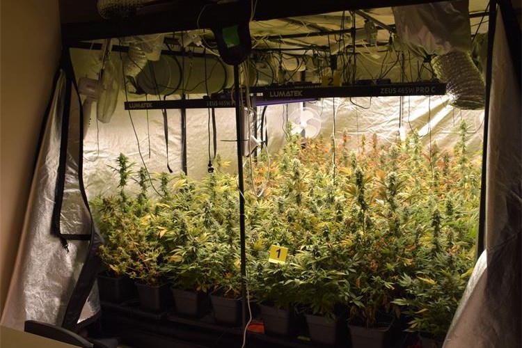Na Krku pronađena četiri ilegalna laboratorija za uzgoj kanabisa, pritvoreno troje osumnjičenika Na Krku pronađena četiri ilegalna laboratorija za uzgoj kanabisa, pritvoreno troje osumnjičenika