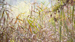 Izlet u NP Krka: Skradin, Skradinski buk, Visovac, foto: Darko Belančić