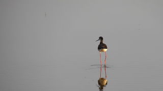 Zaton; solana Nin, foto-L. Kvarantan