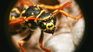 Bibinjski sinac, Foto: Leo Banic Bibinjski sinac, Foto: Leo Banic