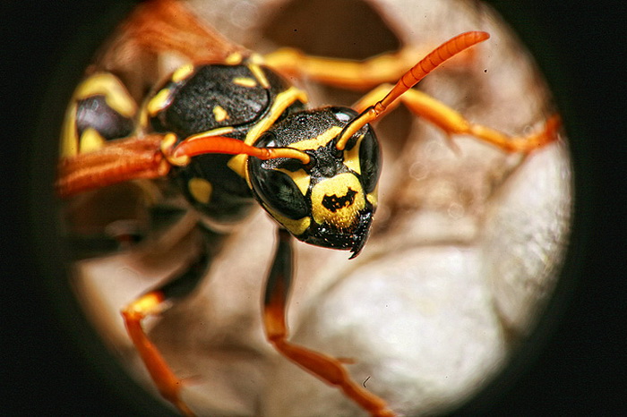Bibinjski sinac, Foto: Leo Banic Bibinjski sinac, Foto: Leo Banic