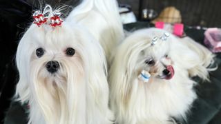 Izložba pasa na Zagrebačkom velesajmu Izložba pasa na Zagrebačkom velesajmu