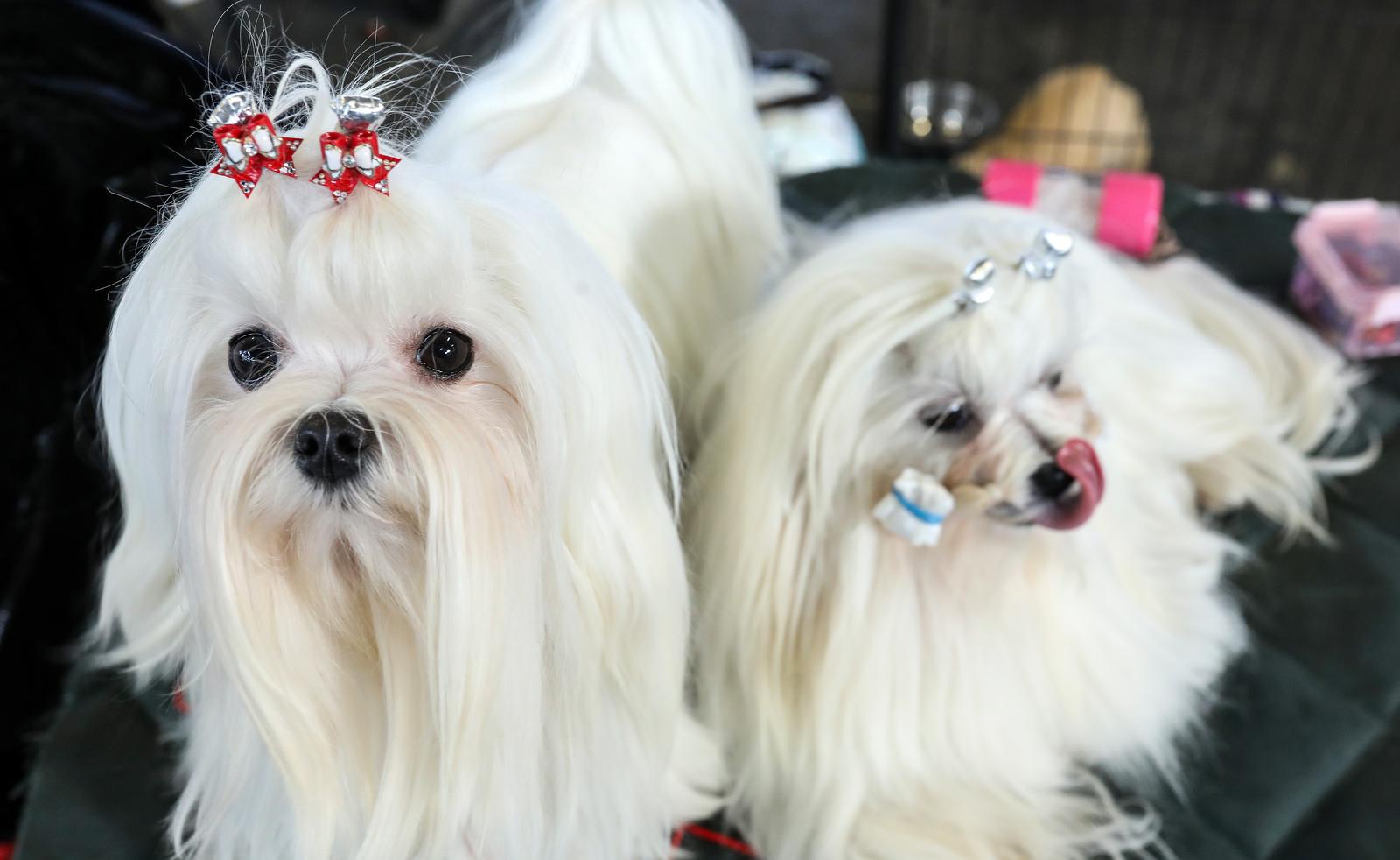 Izložba pasa na Zagrebačkom velesajmu Izložba pasa na Zagrebačkom velesajmu