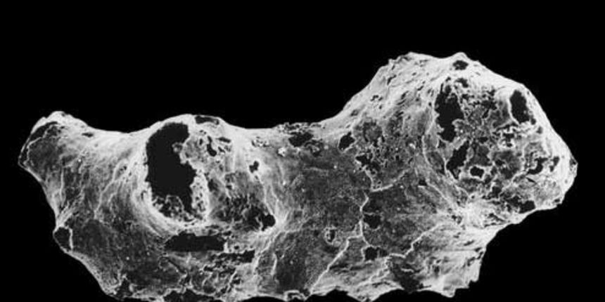 Pronašli najstariju životinju na svijetu Pronašli najstariju životinju na svijetu