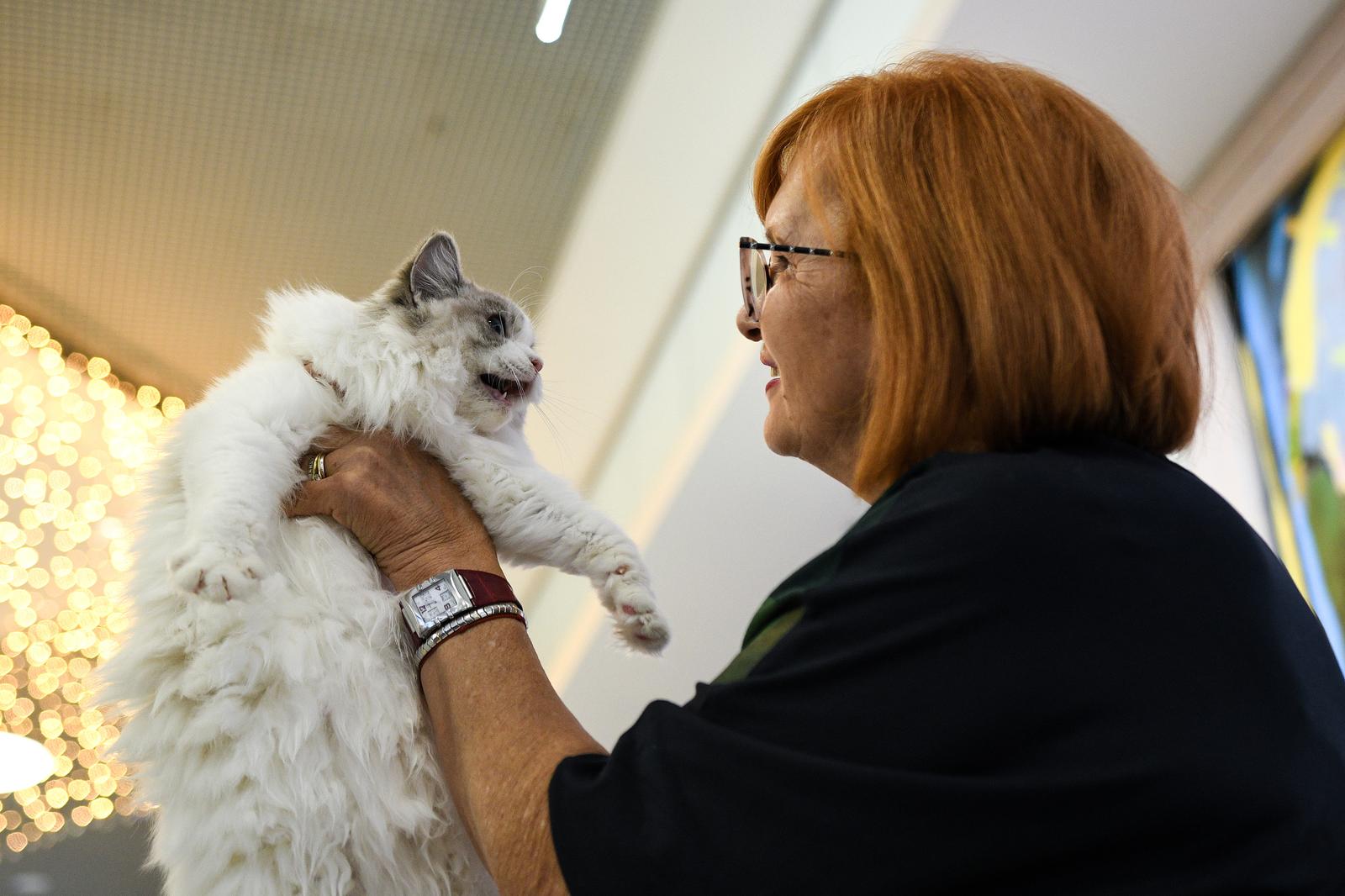 Međunarodna izložba mačaka