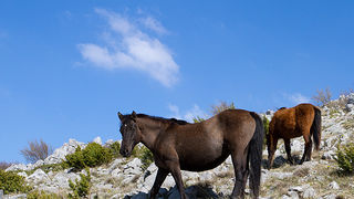 Divlji konji na Velebitu, foto: Leo Banić