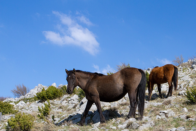 Divlji konji na Velebitu, foto: Leo Banić