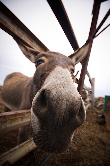 Farma “Dar-mar” (foto:Saša Čuka)